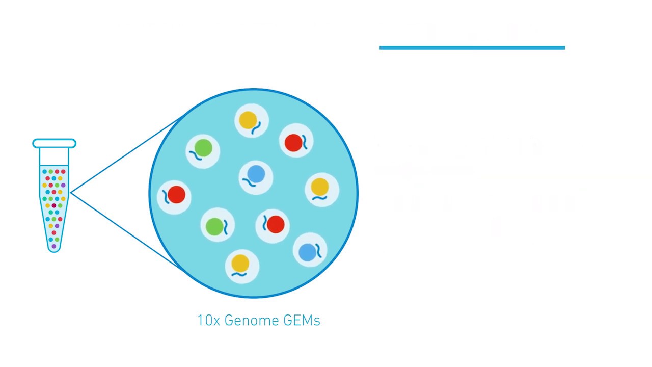 How it Works | Chromium Genome & Exome Solutions