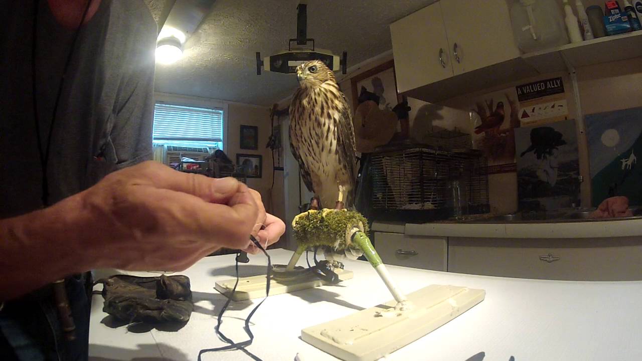 Omelette gets a backpack - step two.