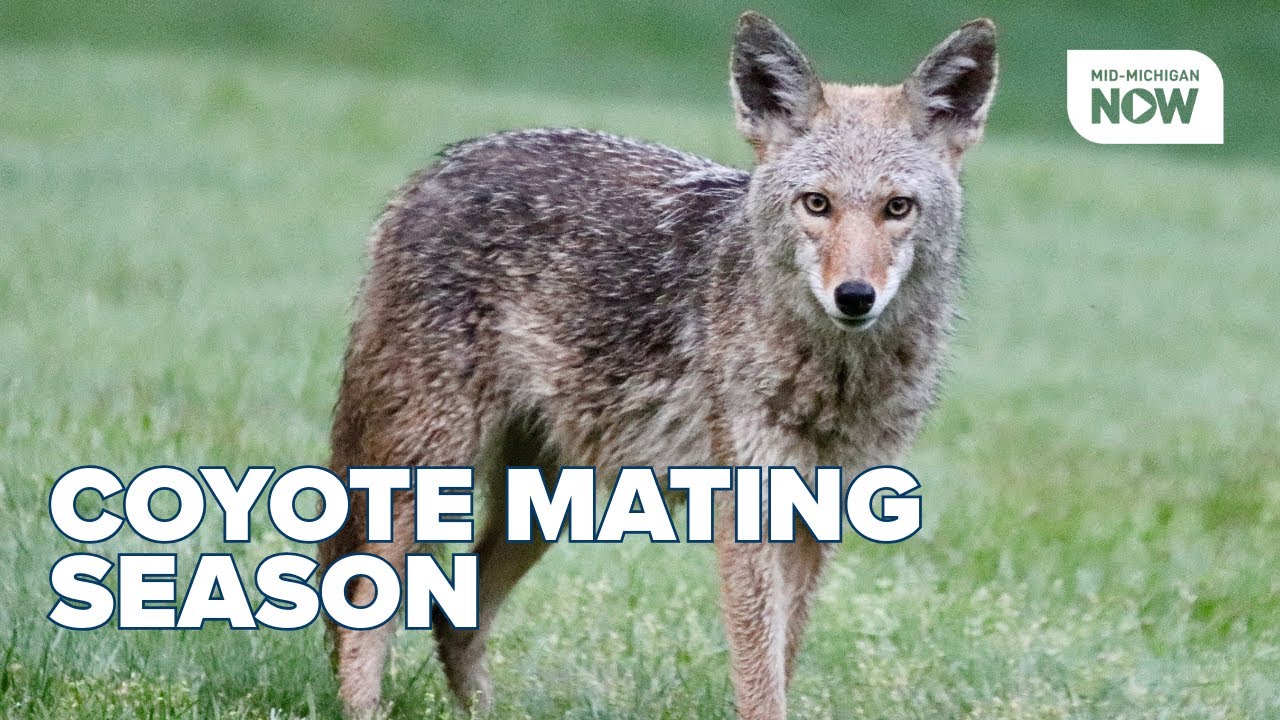 Coyote sightings increase in Michigan as breeding season leads to more suburban encounters