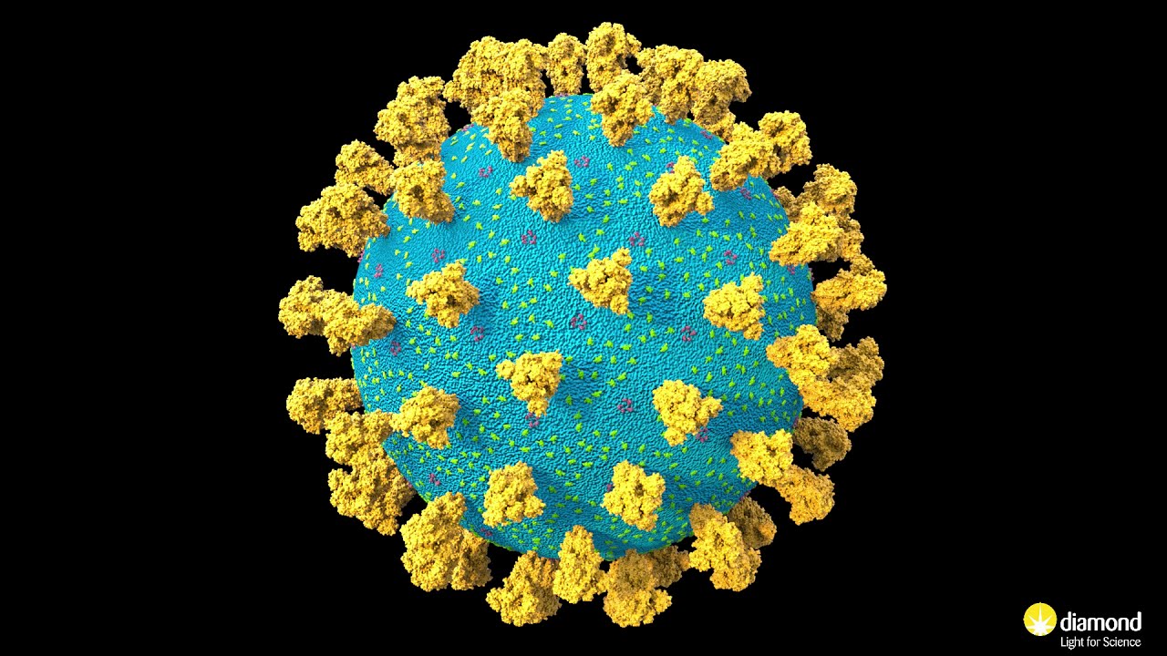 SARS-COV-2 Virus Lifecycle