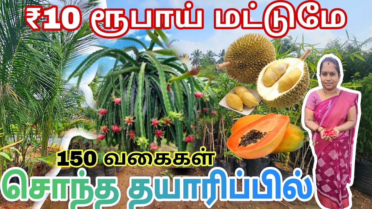 ₹10 ரூபாய் முதல் | முருங்கை முதல் முந்திரி வரை 150 வகையான பழச் செடிகள் தமிழகம் முழுவதும் டெலிவரி