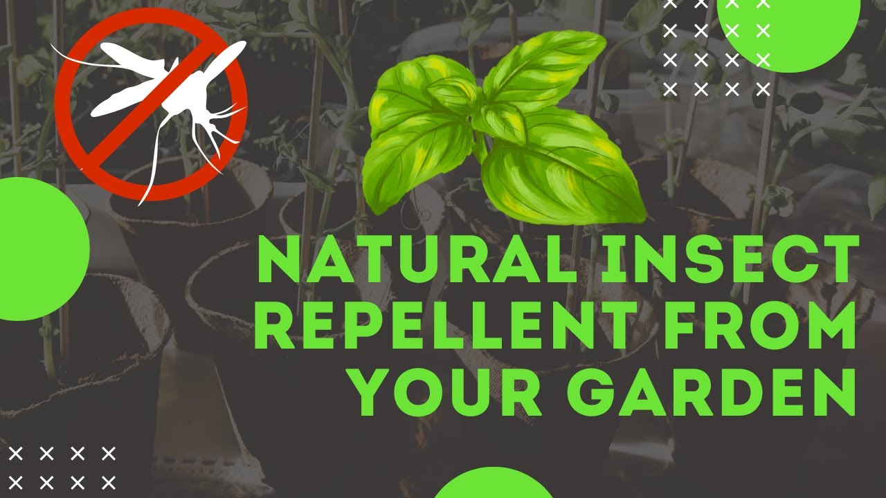 DIY Natural Insect Repellents for Plants: The Power of Basil!
