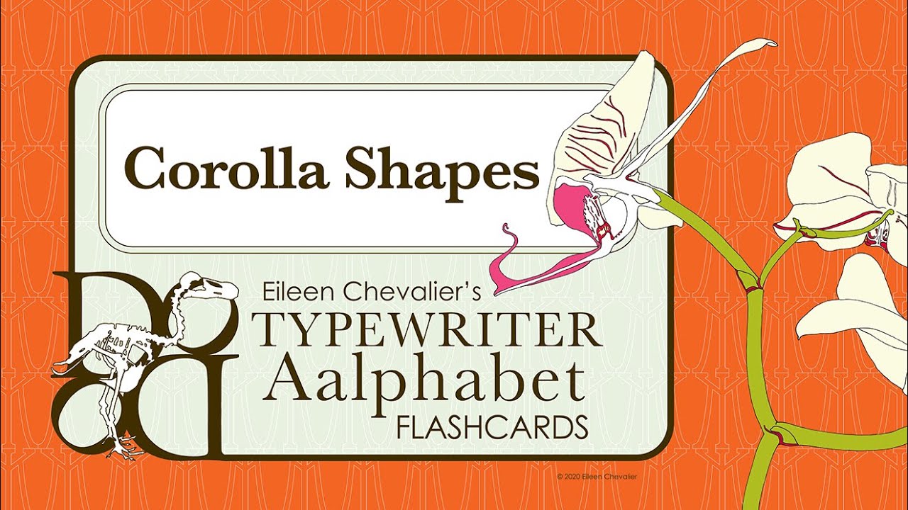 Botany Lesson 17: Corolla Shapes