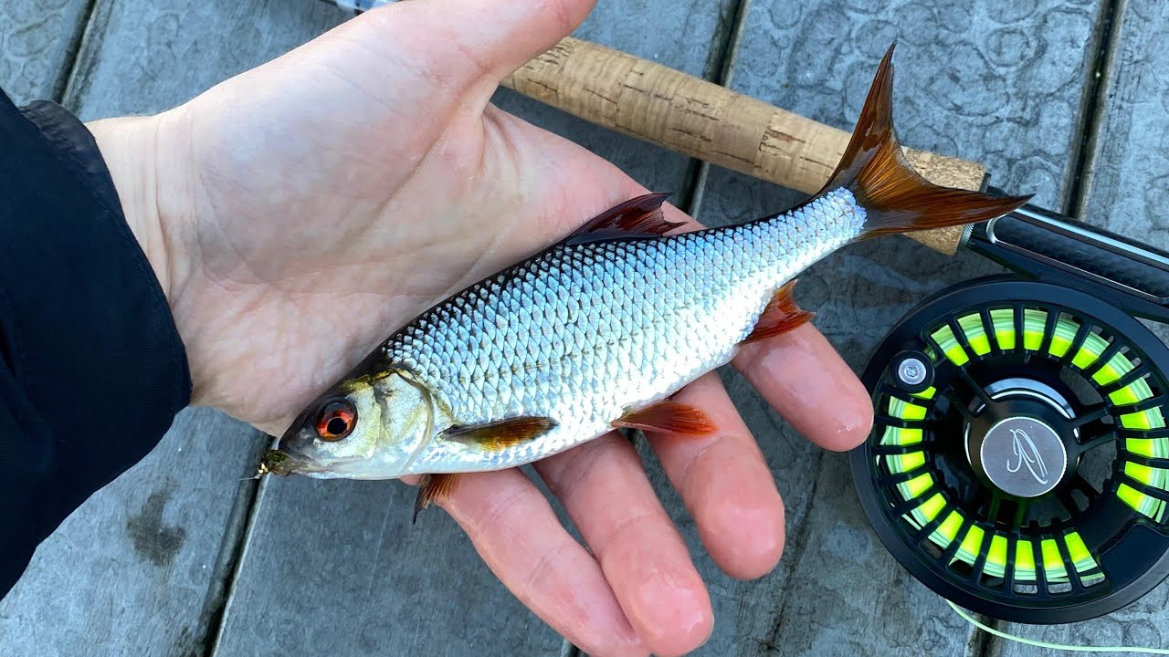 Fliegenfischen auf Friedfisch mit der Nymphe I Angel.Abenteuer