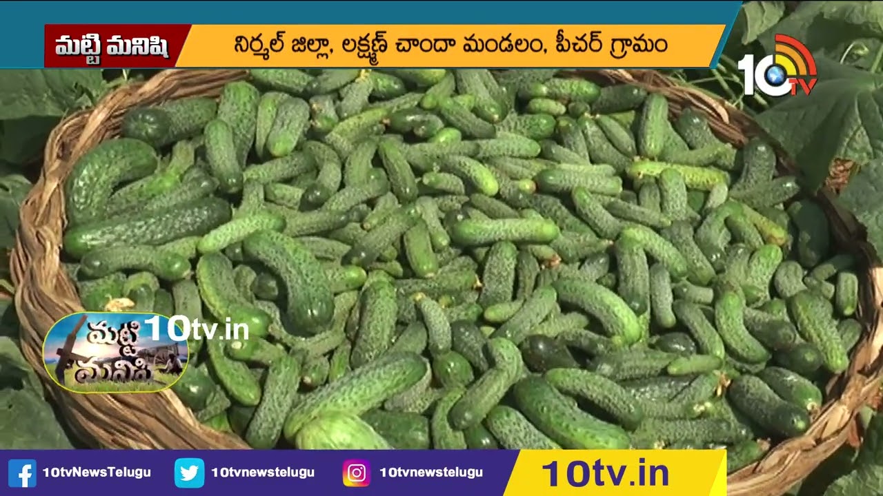 గెర్కిన్స్ సాగు.. లక్షల్లో ఆదాయం | Profits in Gherkin Cultivation | 10TV Agri