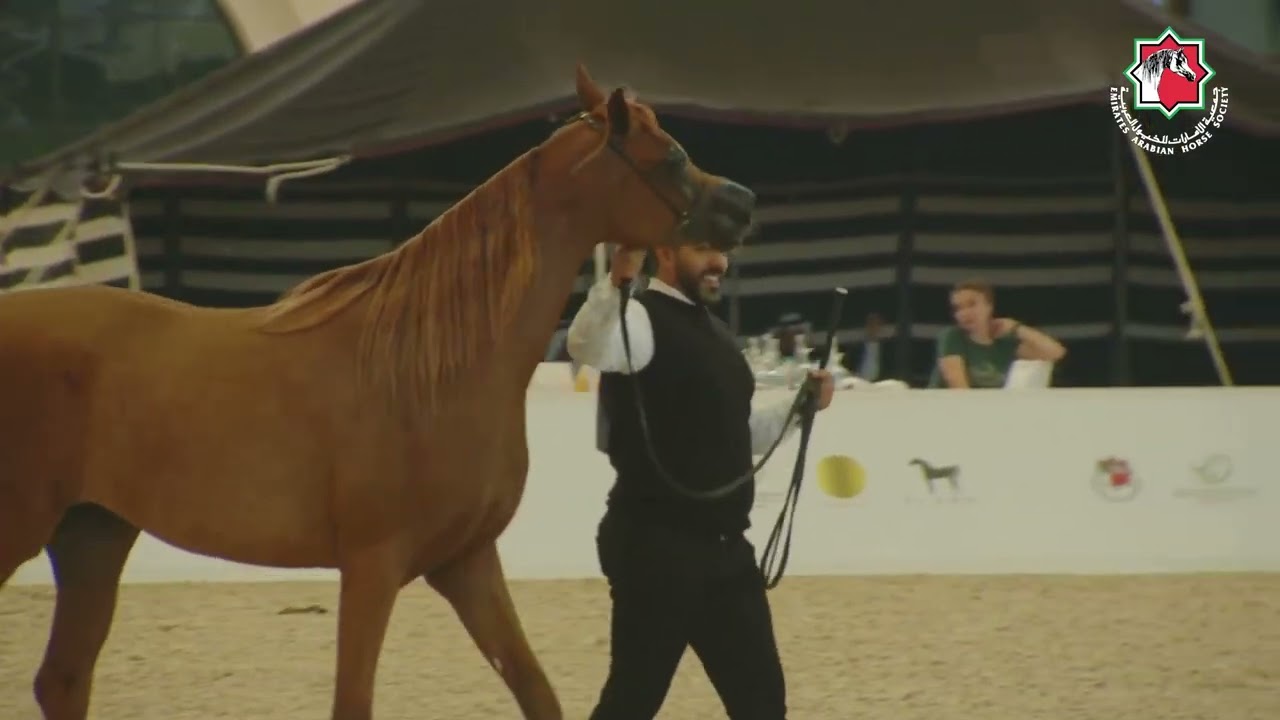 159 - M SHALAH - RAMADAN ARABIAN HORSE CHAMPIONSHIP ABU DHABI 2026