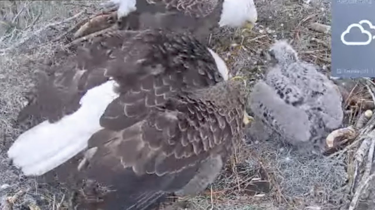 🦈☀️ Boss chick1 e1O4 is frenzied _ lil chick E1O5 gobbles Big fish chunk 👿😆. DAD in w 🦈. Mom feeds 🦈