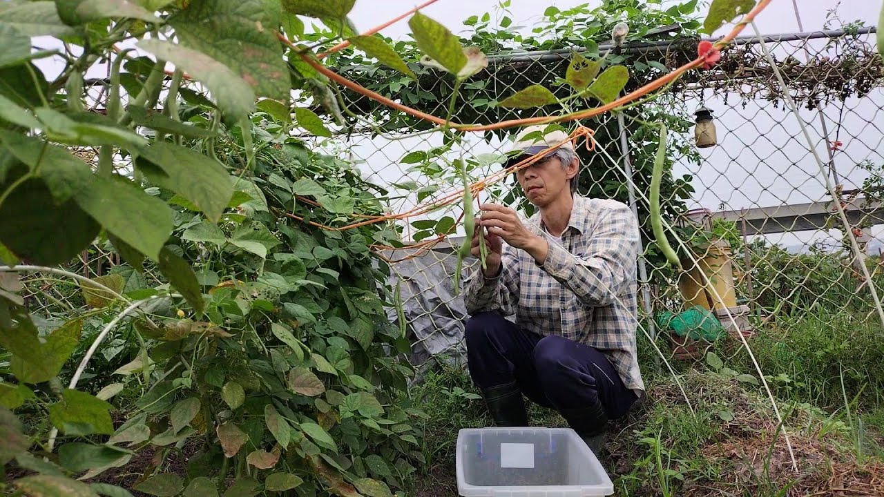 [狐狸菜園] 給瓜果類蔬菜施加草木灰 以及採收 秋葵 四季豆 生菜 Ash for my garden as a natural fertilizer