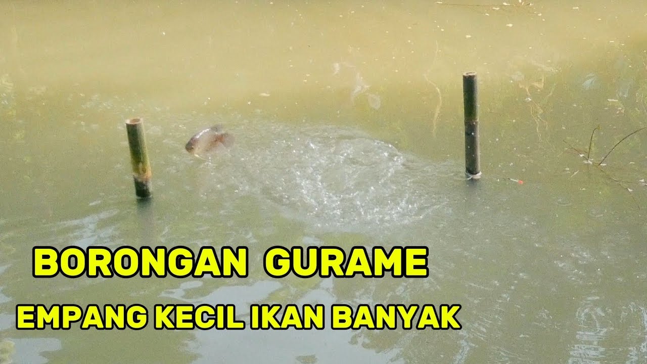 BORONGAN IKAN GURAME DI EMPANG KECIL IKAN NYA MACOK BOSSQUUUU ‼️ MANCING BORONGAN GURAME