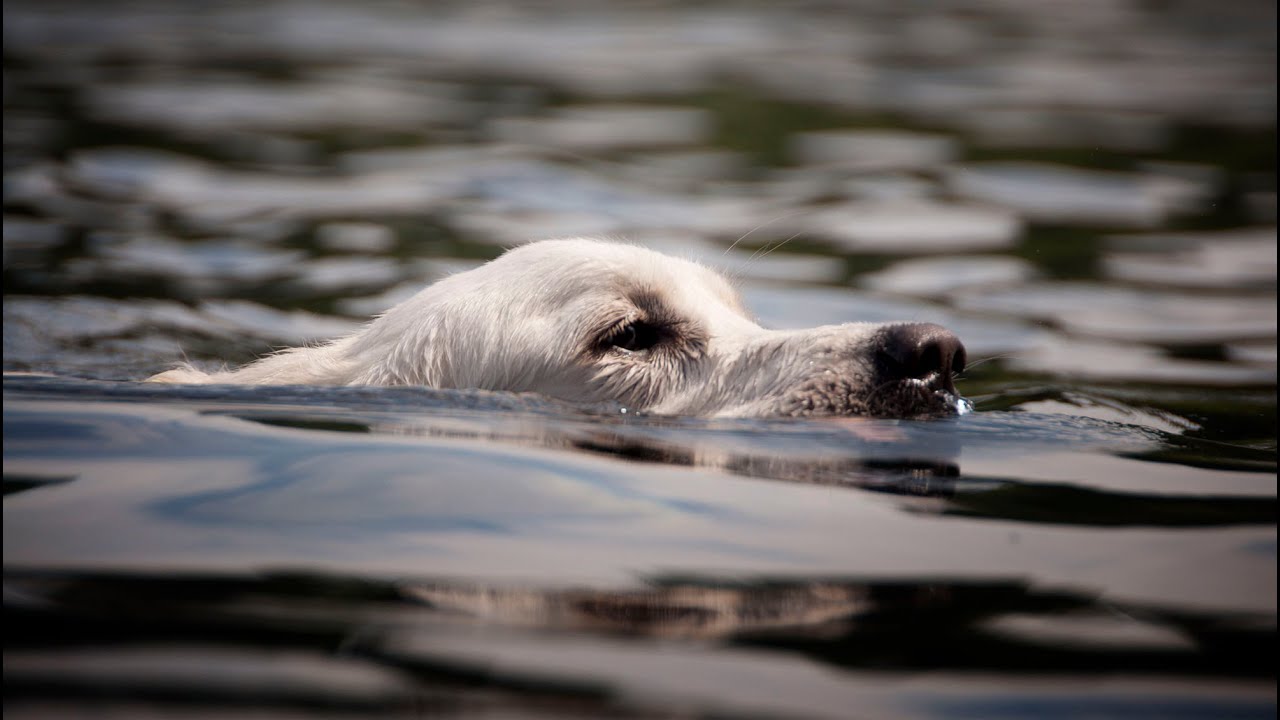 Kaiah - The Most Remarkable, Unremarkable English Cream Golden Retriever