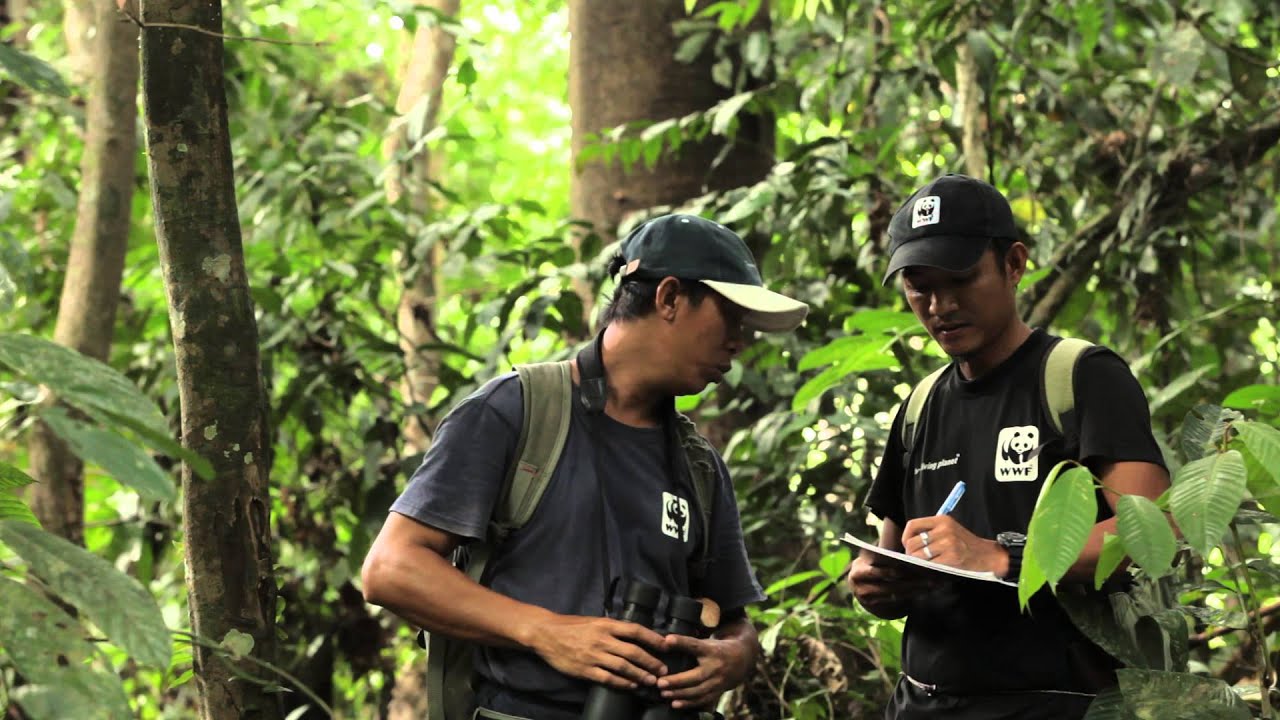Orangutans in Malaysian Borneo