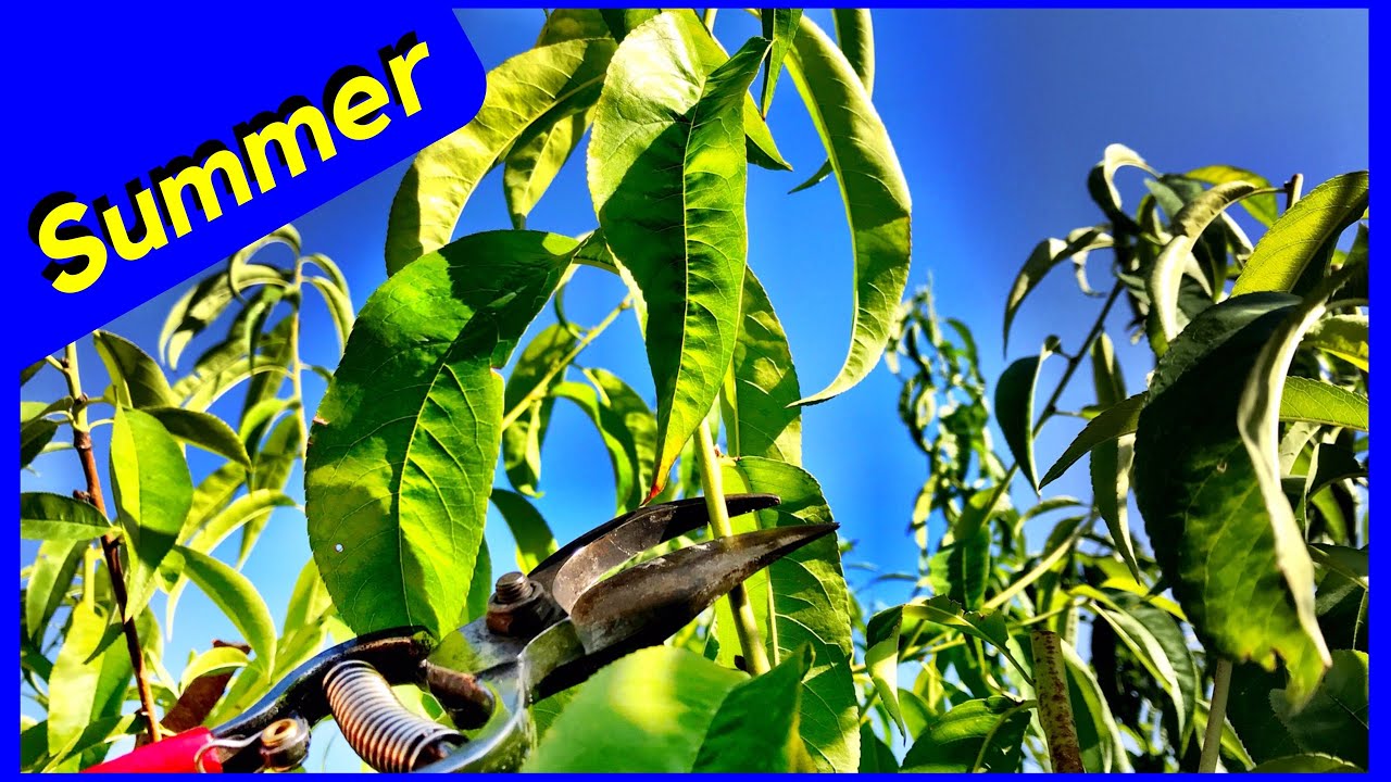 SUMMER Pruning Peach Tree (QUICK)