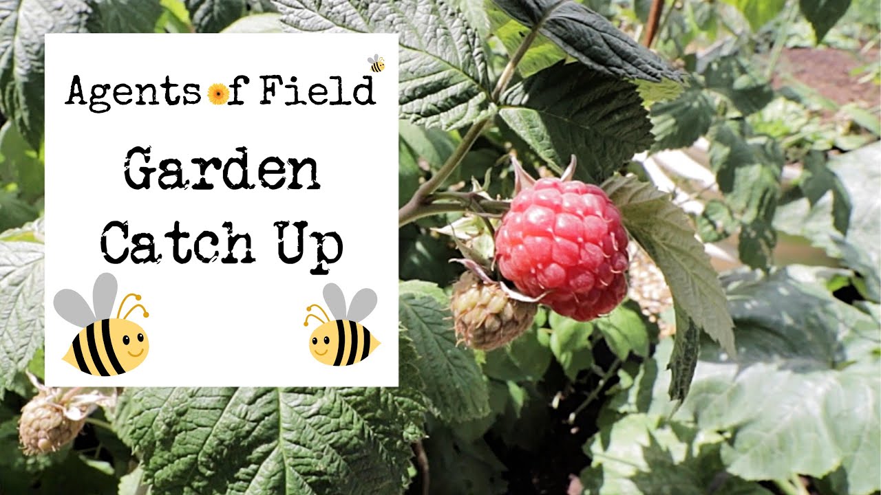 Garden Catch Up