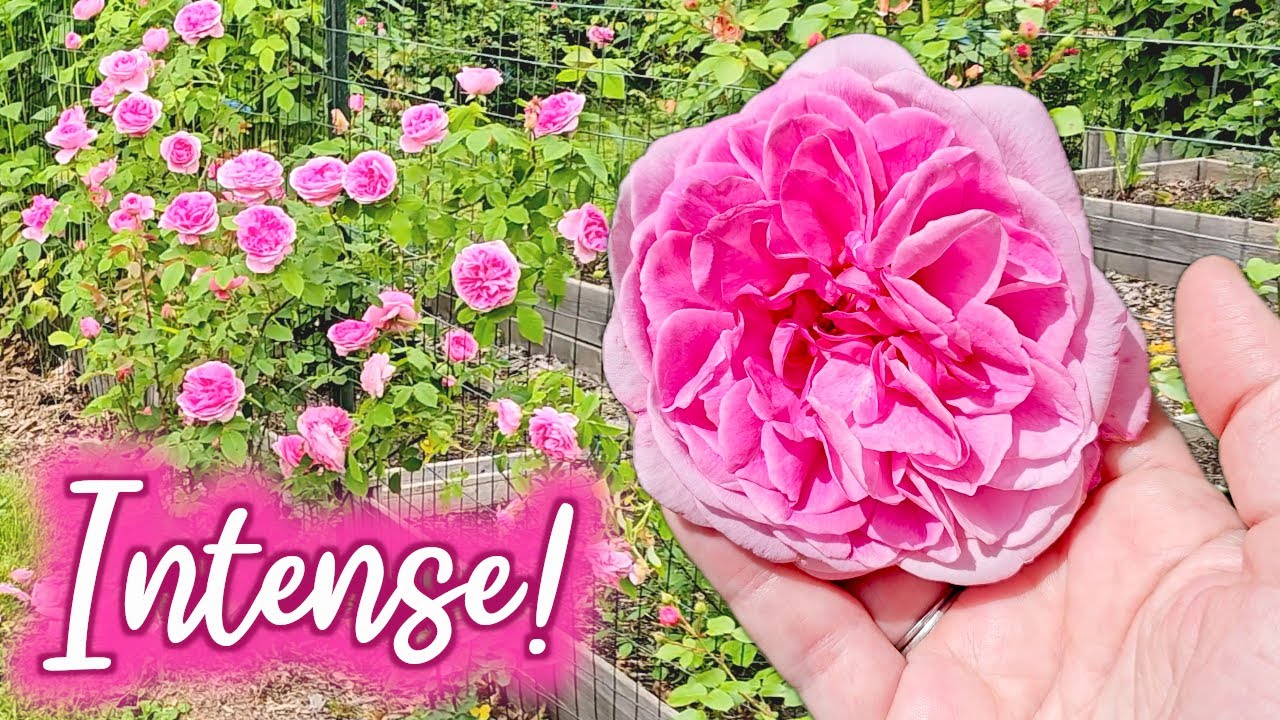Gertrude Jekyll Rose: Speed, Scent, and Stunning Blooms