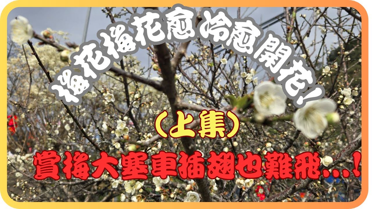 賞梅之旅 上