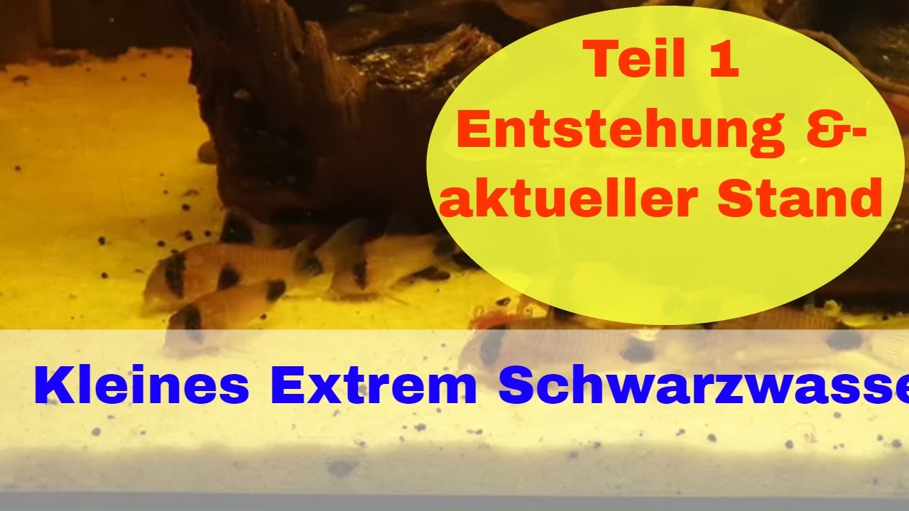 Extrem Schwarzwasser Biotop Aquarium