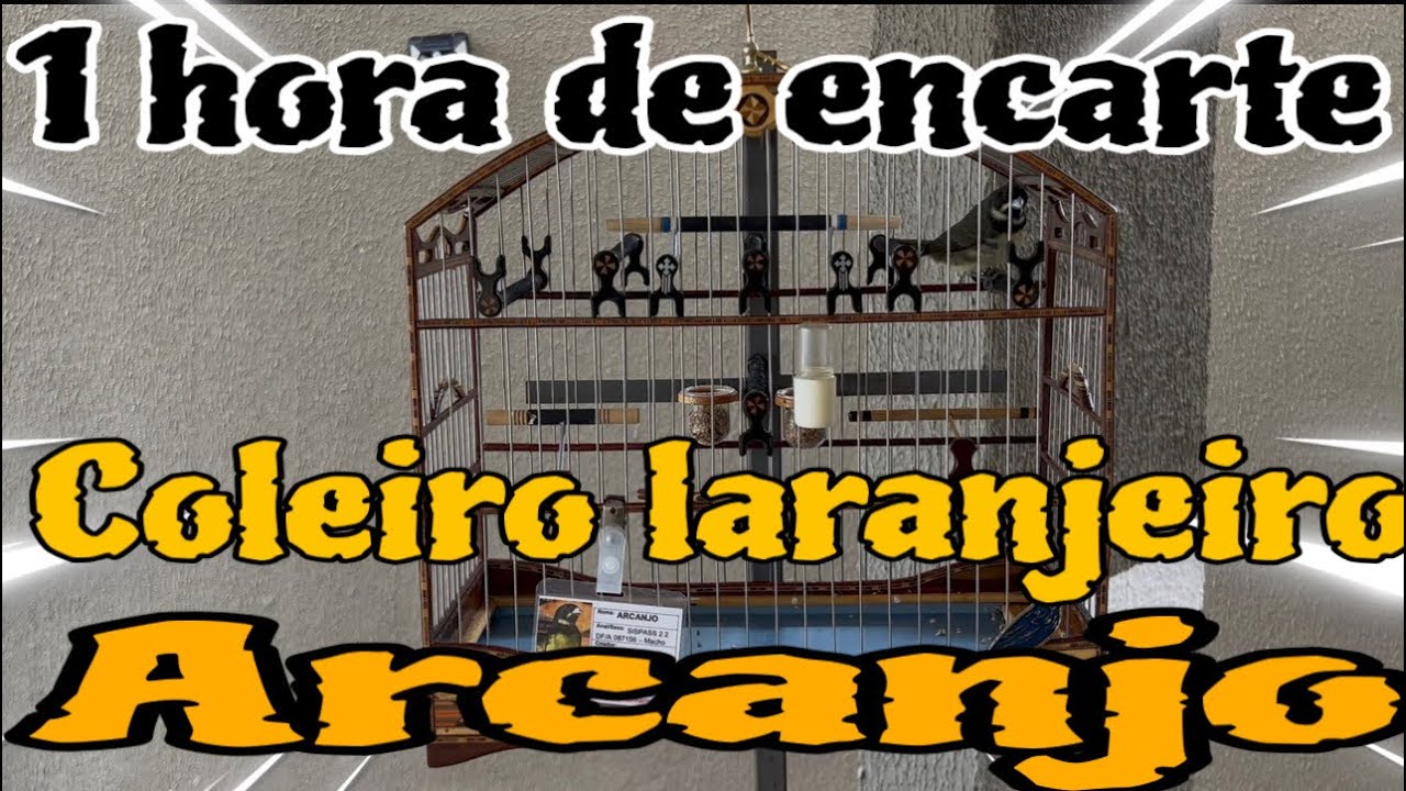 ENCARTE SEU COLEIRO COM O CANTO DO COLEIRO LARANJEIRO ARCANJO 1 HORA @manotom 