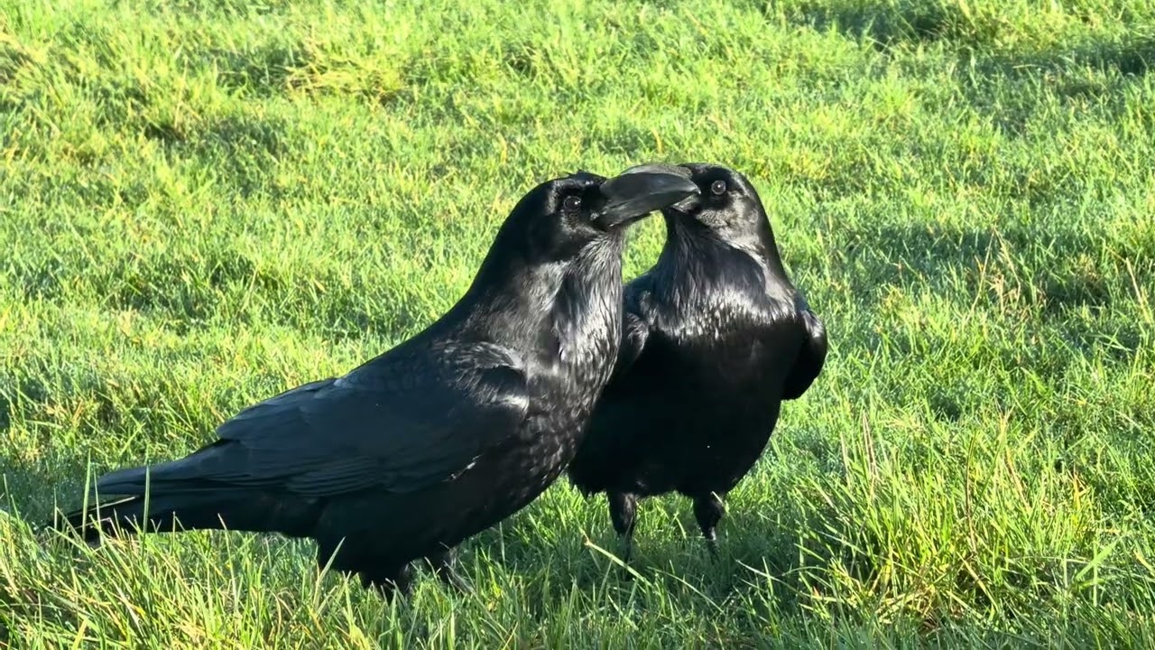 Today 28/Jan/2026 with the Ravens