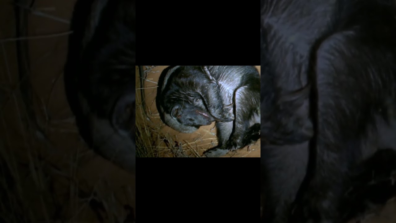 Honey Badger vs Snake – जंगल की सबसे खतरनाक लड़ाई!" 