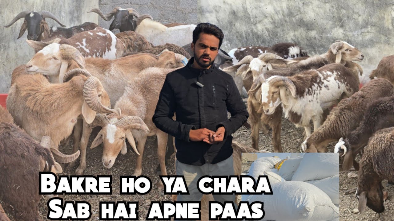 Telangana & Sindhnur Sheep Machine Tuwar Bhunsa Available in Hyderabad At Moghal Farms Shaheen Nagar