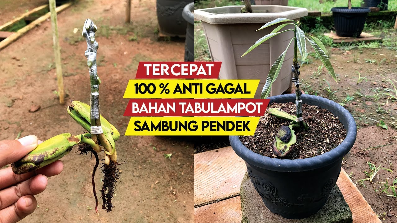 Teknik Grafting Mangga Dari Biji 100% Anti Gagal | Pendek dan Cepat Berbuah