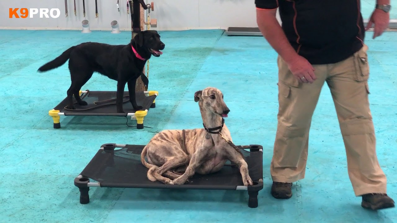 Taz is a greyhound that came to us for rehab