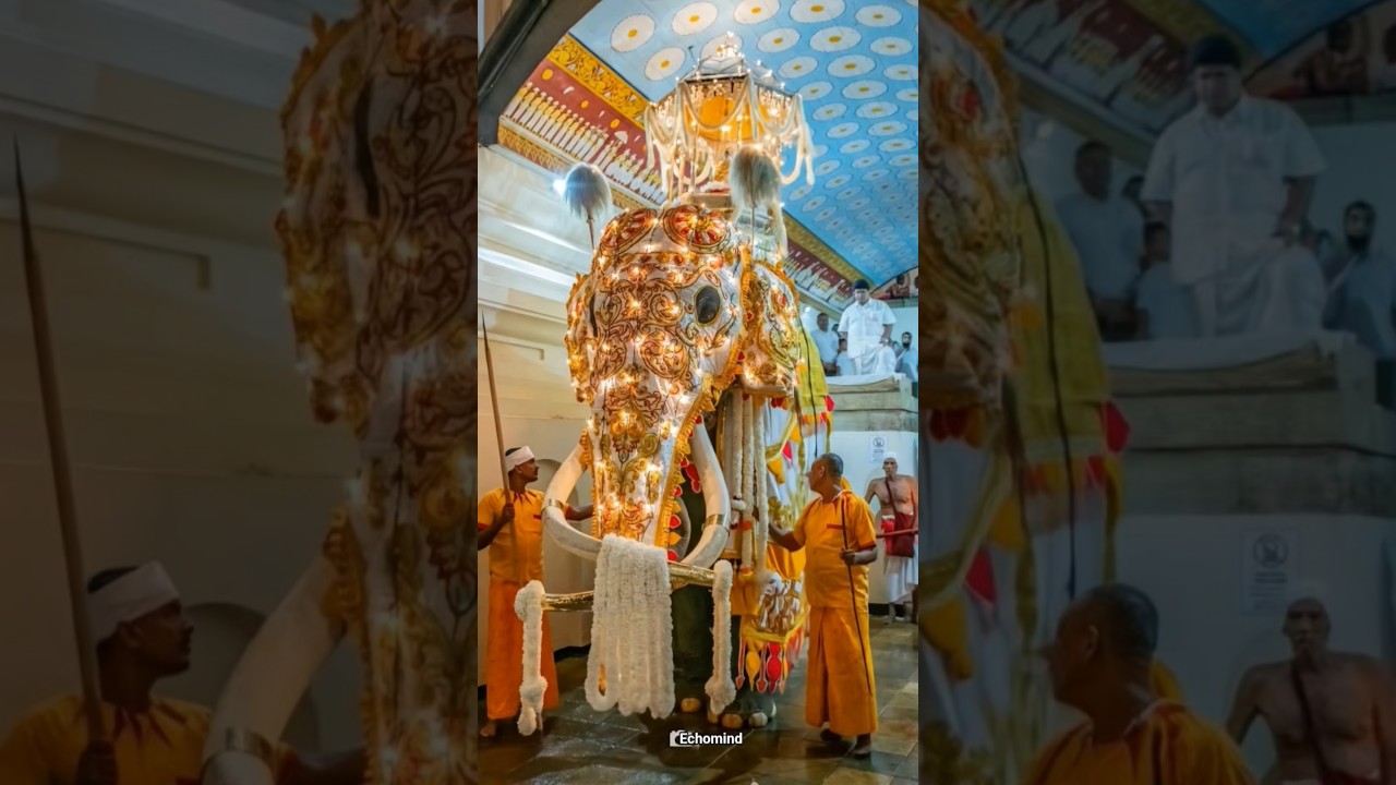 Nuwara Perahera 2025  🐘 #kandy #perahara #buddha #elephant #trending #trendingshorts #nuwara #temple