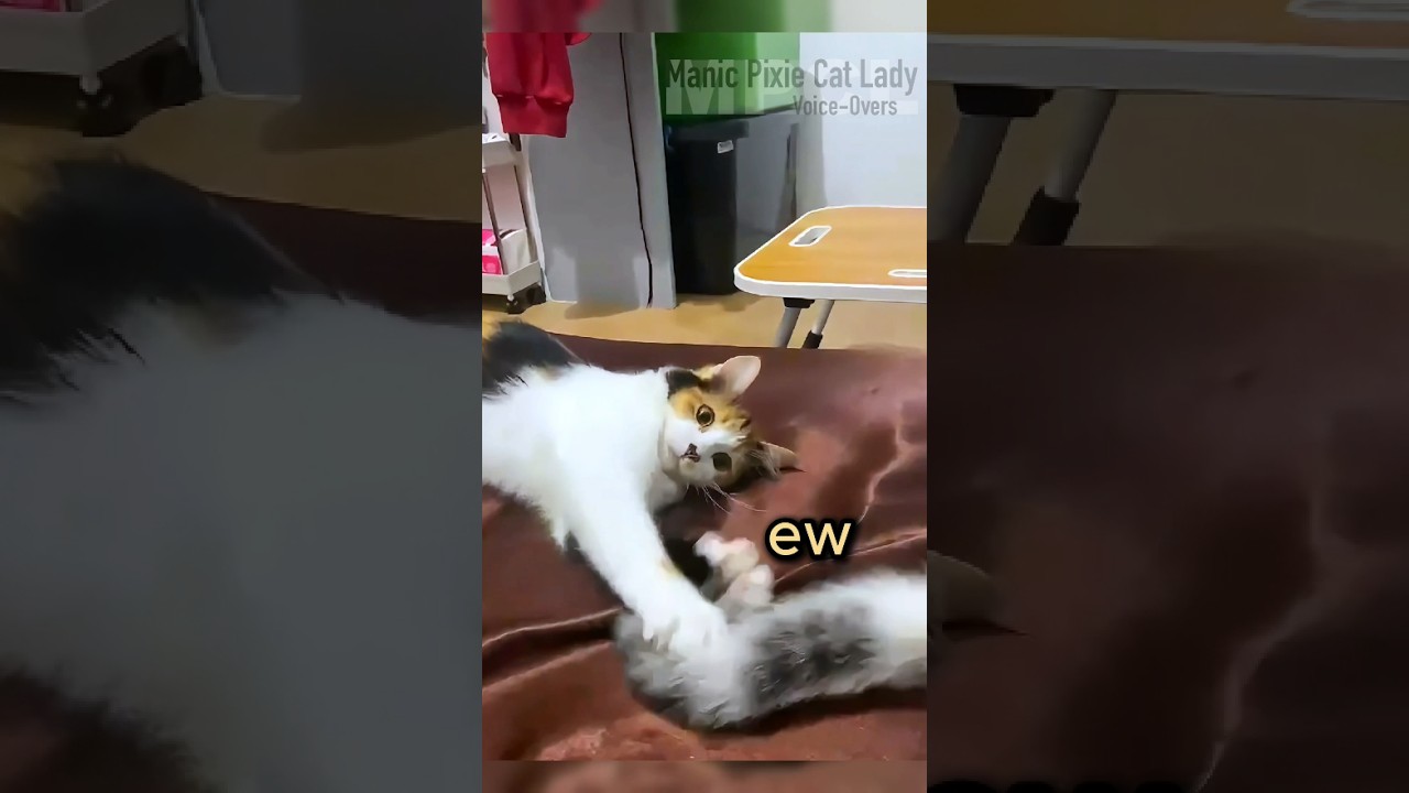 Cats Acting Like SIBLINGS Will Blow Your Mind!