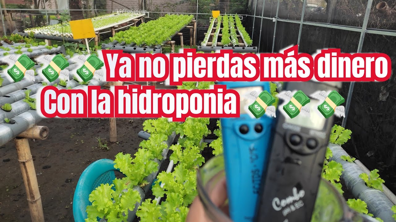 consejos para no perder plata con la hidroponia 💸💸💸💸💸😞