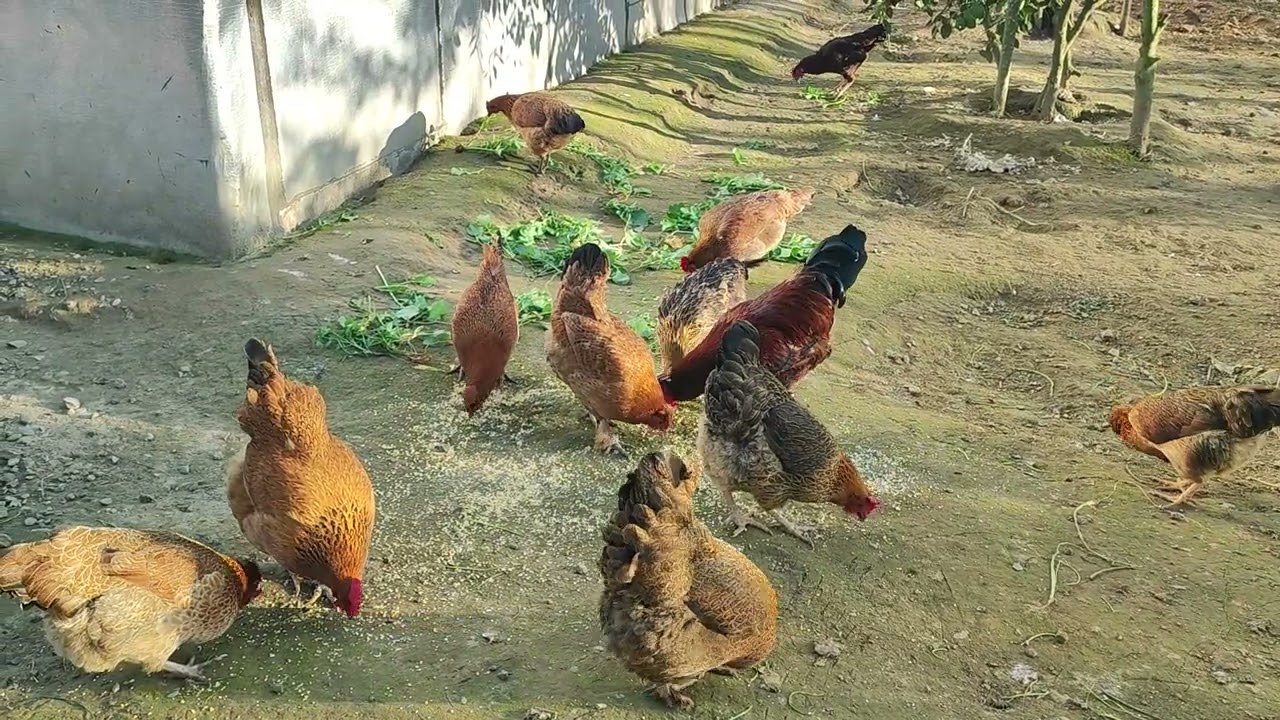 Feeding Time in the Countryside