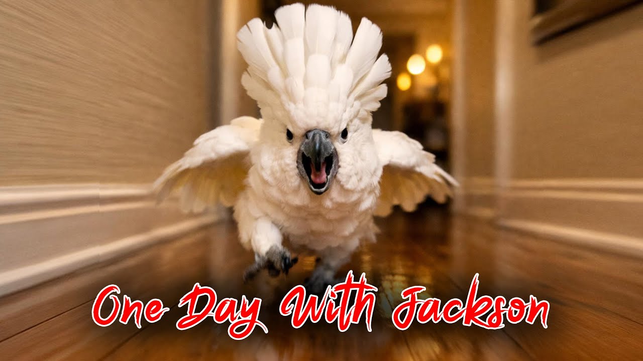 The Fastest Feathered Menace Alive 💨🦜