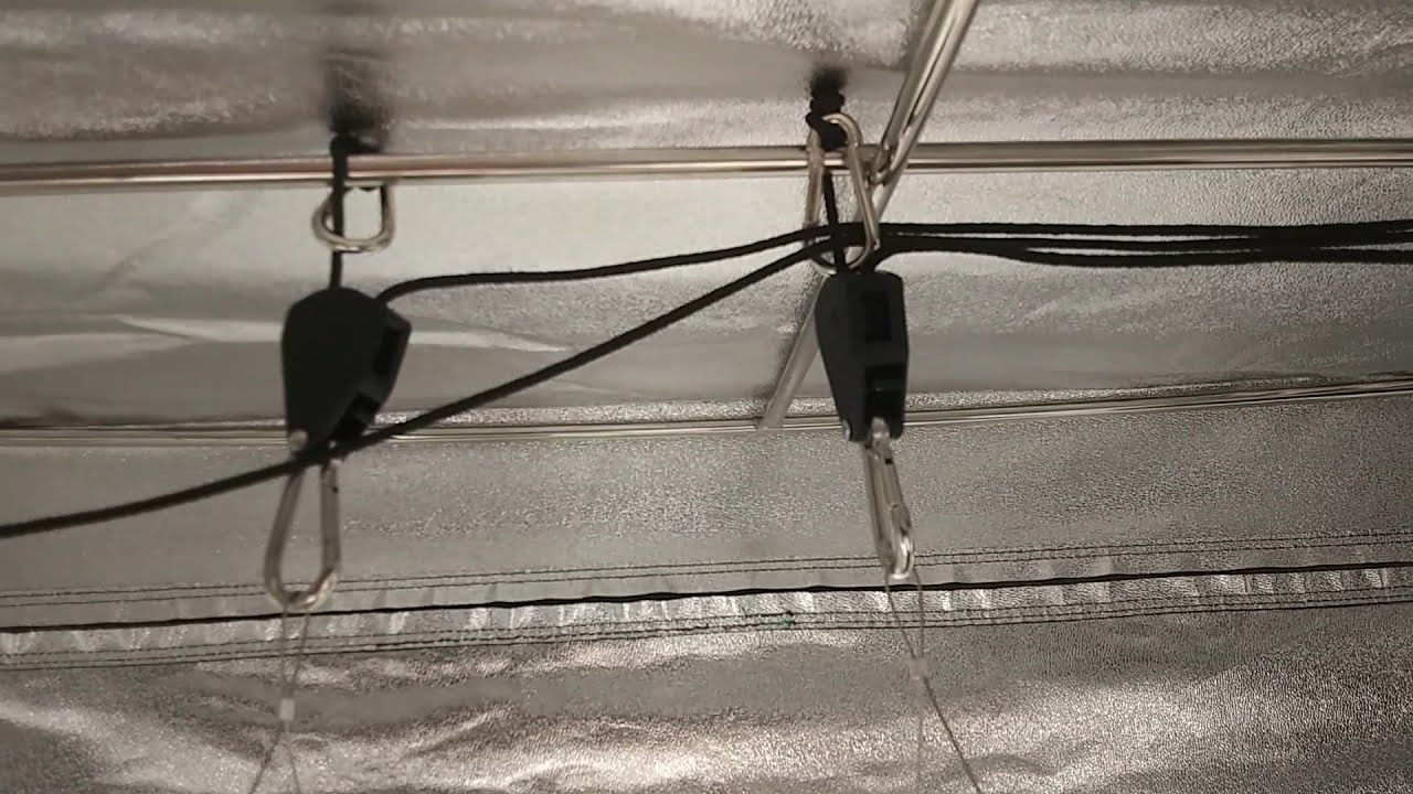 Pyramid Seeds Anesthesia Autoflower update