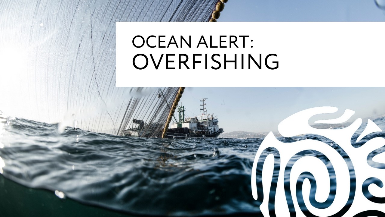 Ocean Alert: Overfishing