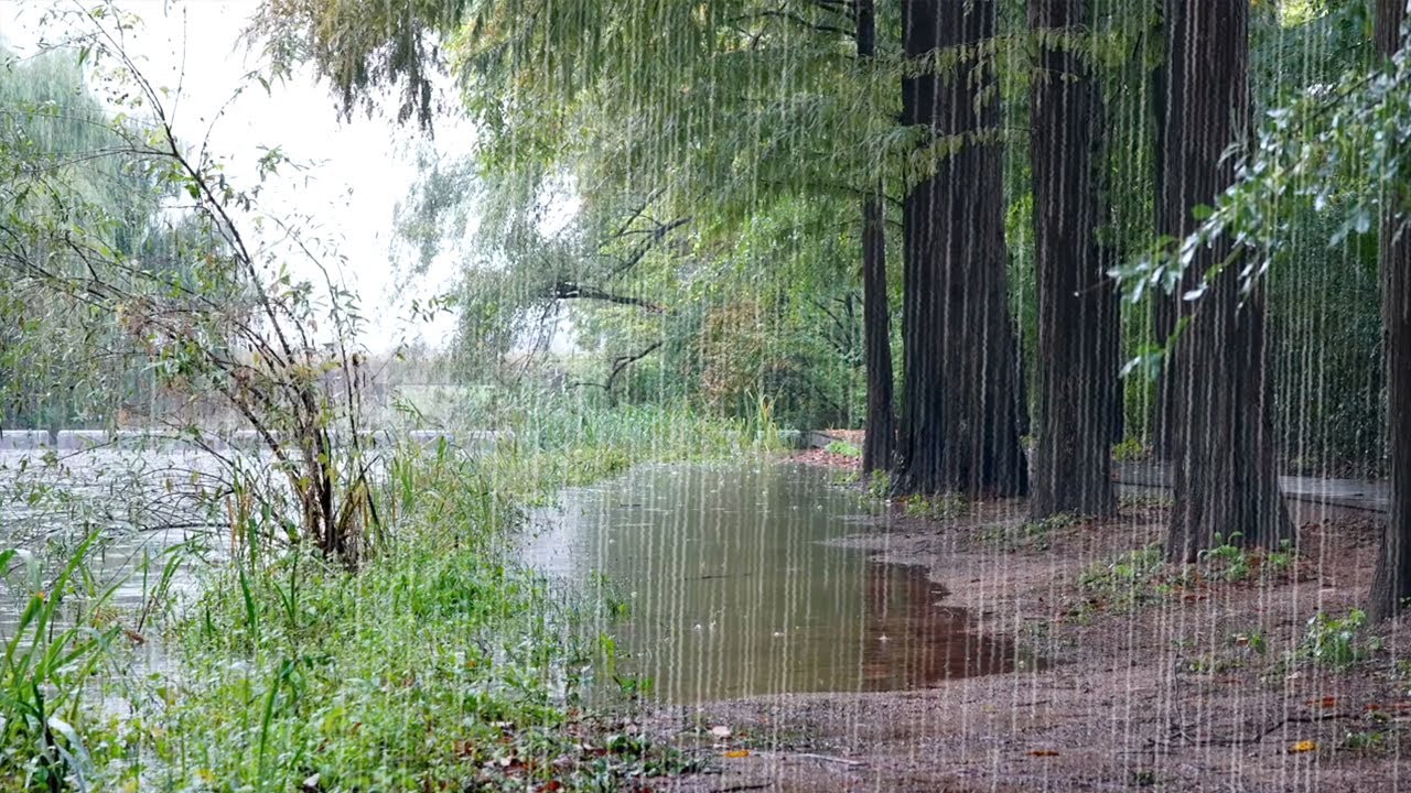 Dźwięki deszczu dla spokojnego snu i relaksu. Biały szum ASMR w pięknym krajobrazie arboretum.