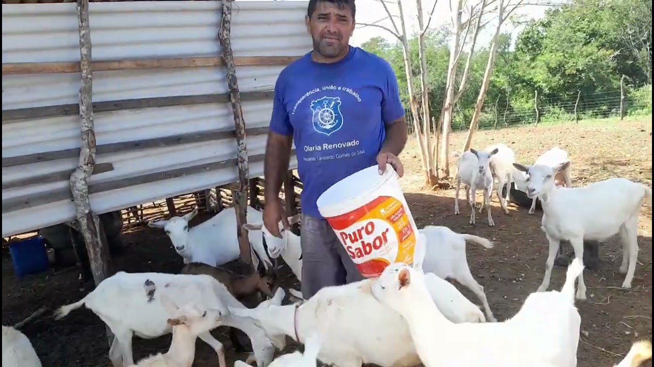 as cabrita de dona severina tão ficando muito linda