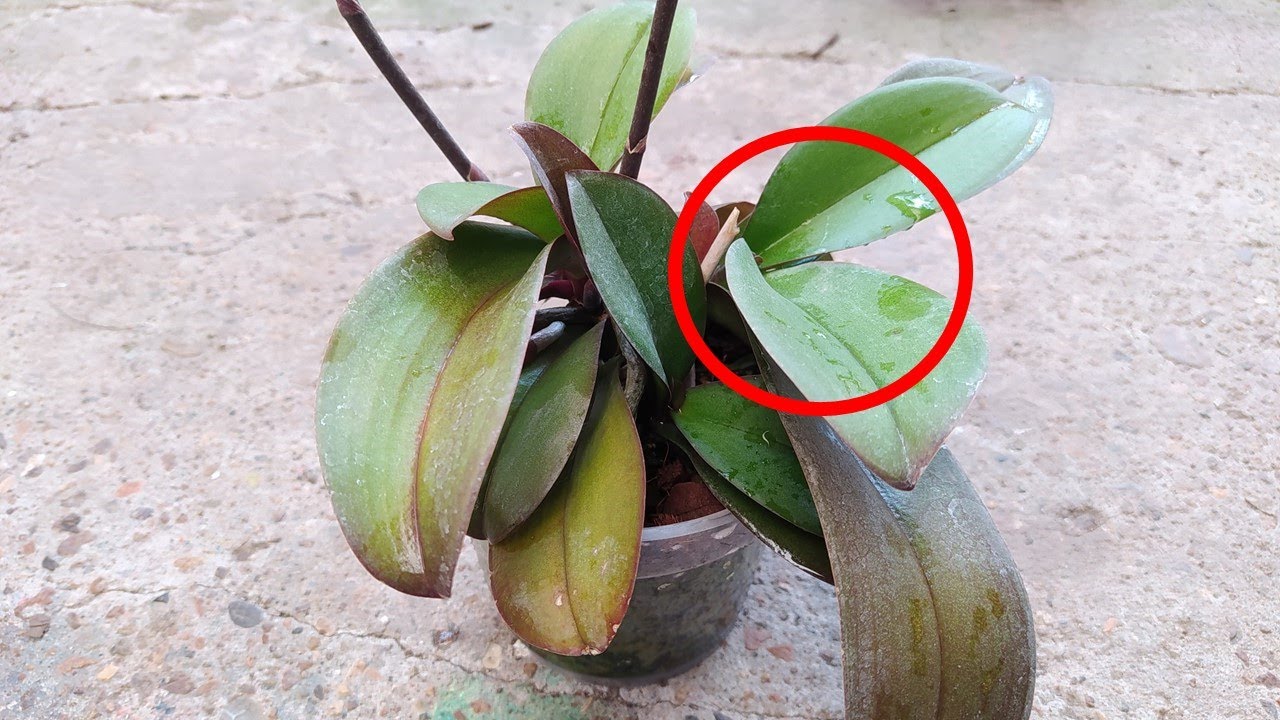 Divisiòn de Orquidea Phalaenopsis