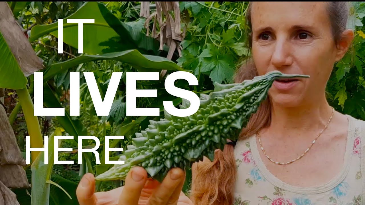 A DISCOVERY WALK TROUGH MY FOOD FOREST