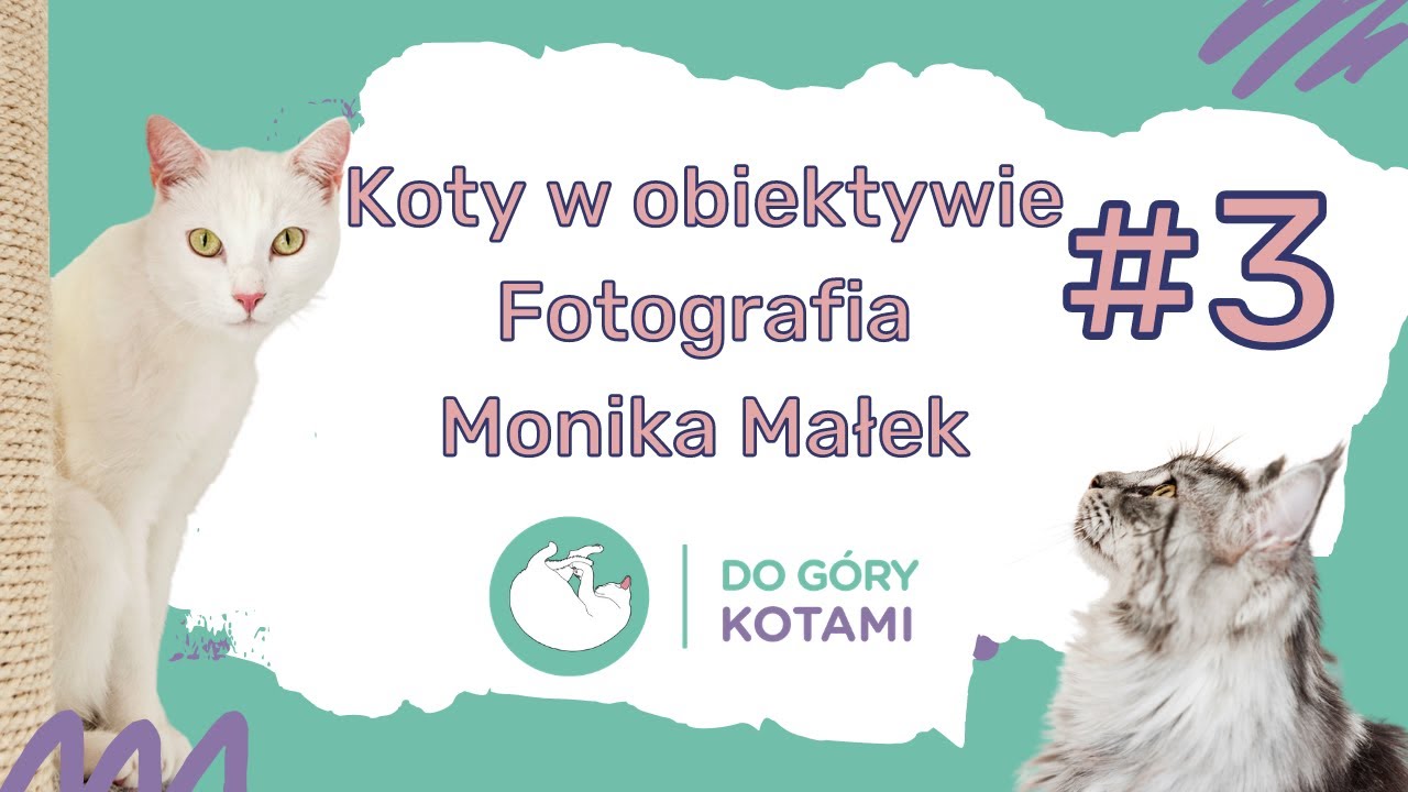 Koty w obiektywie - Fotografia Monika Małek | Podcast Do góry kotami 003 | Joanna Szopińska