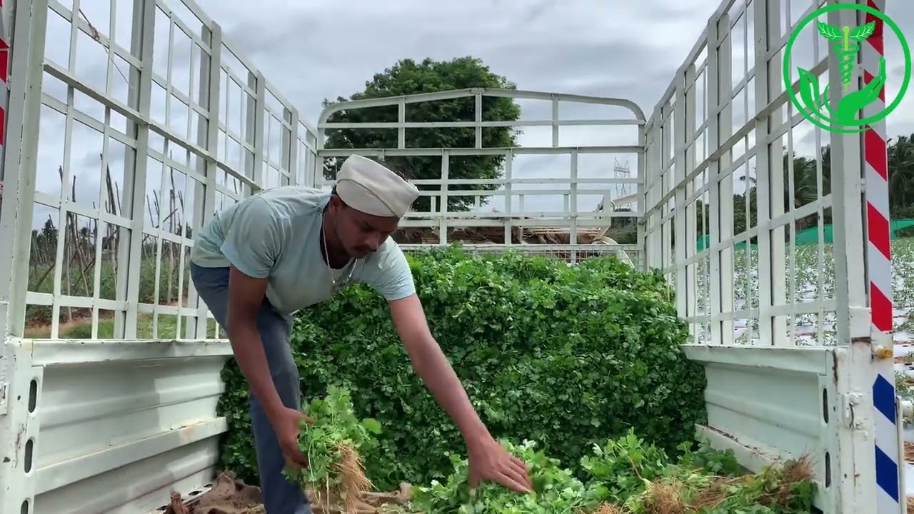 Coriander harvesting|INDIA SEEDS SUHANI coriander 🌿| 8220490096| @mrdjjack96 #mrdjjack96 |Farming