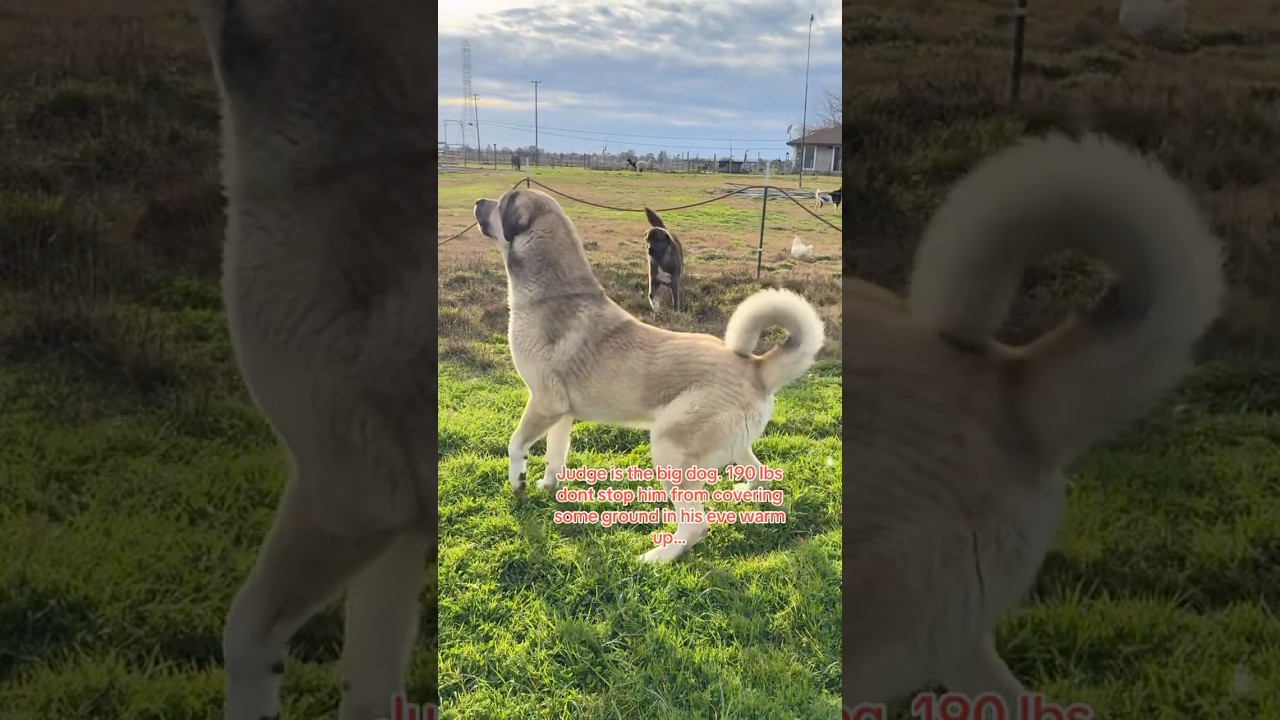 He&rsquo;s a well built BIG DOG. judge and Lily cover some ground protecting their herd