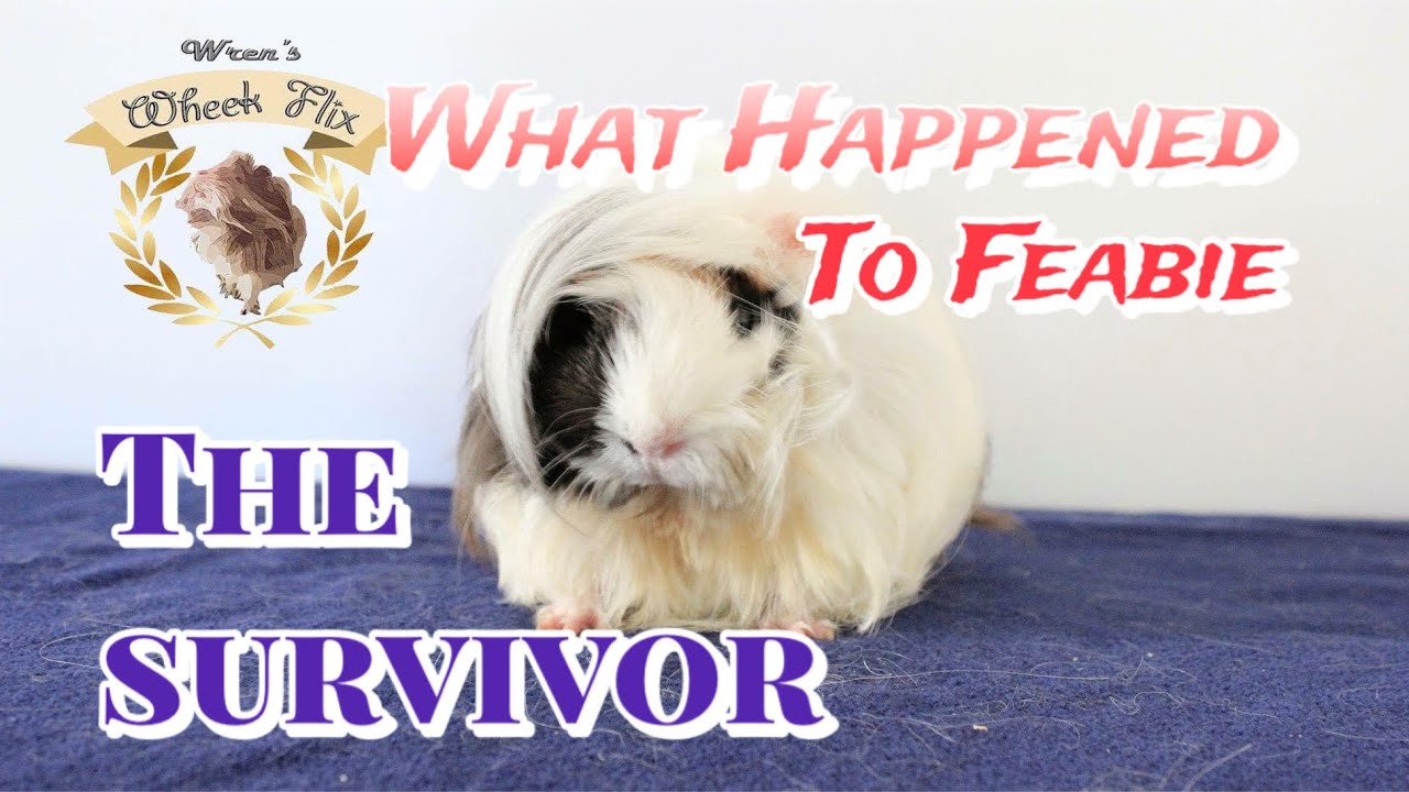 What Happened To Feabie (the survivor)