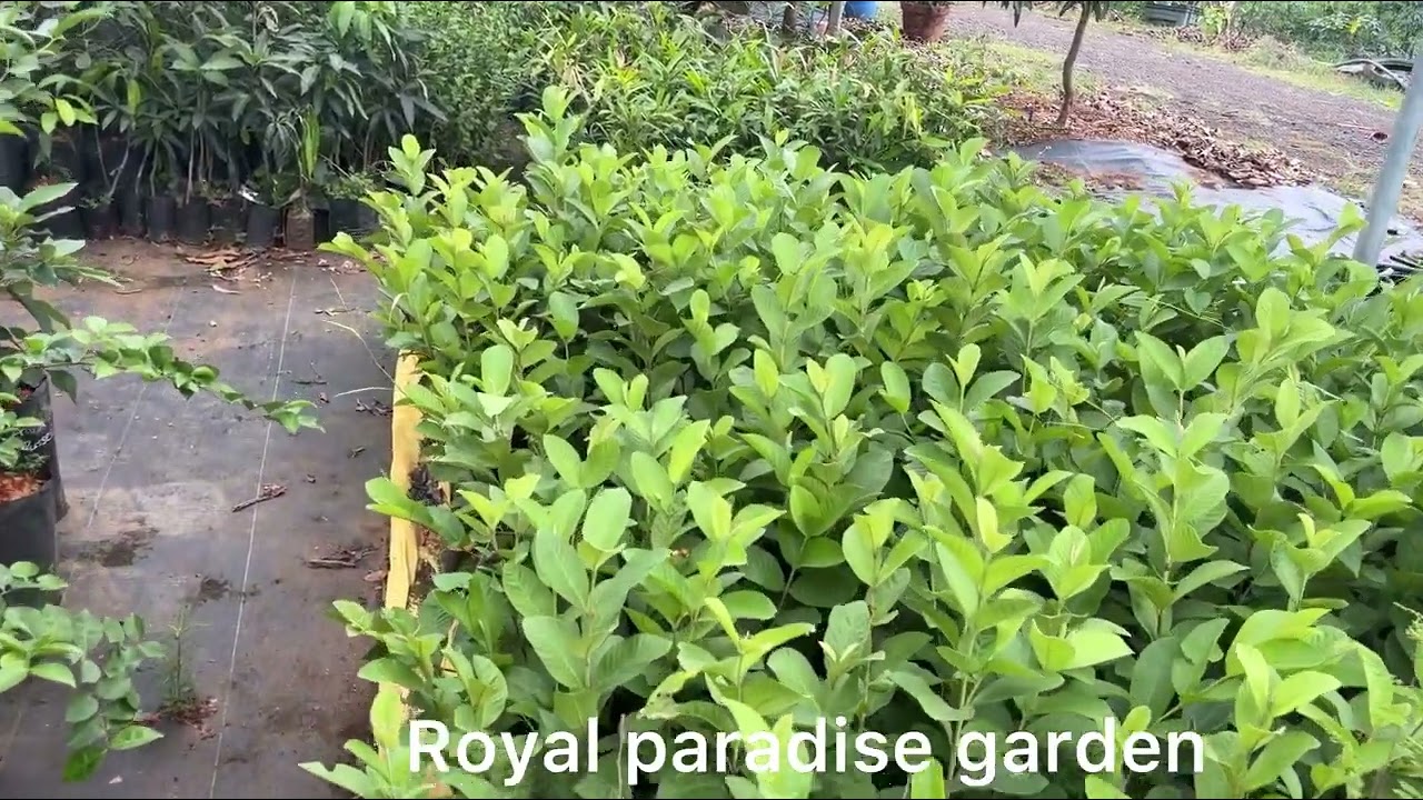 Nursery tour 1