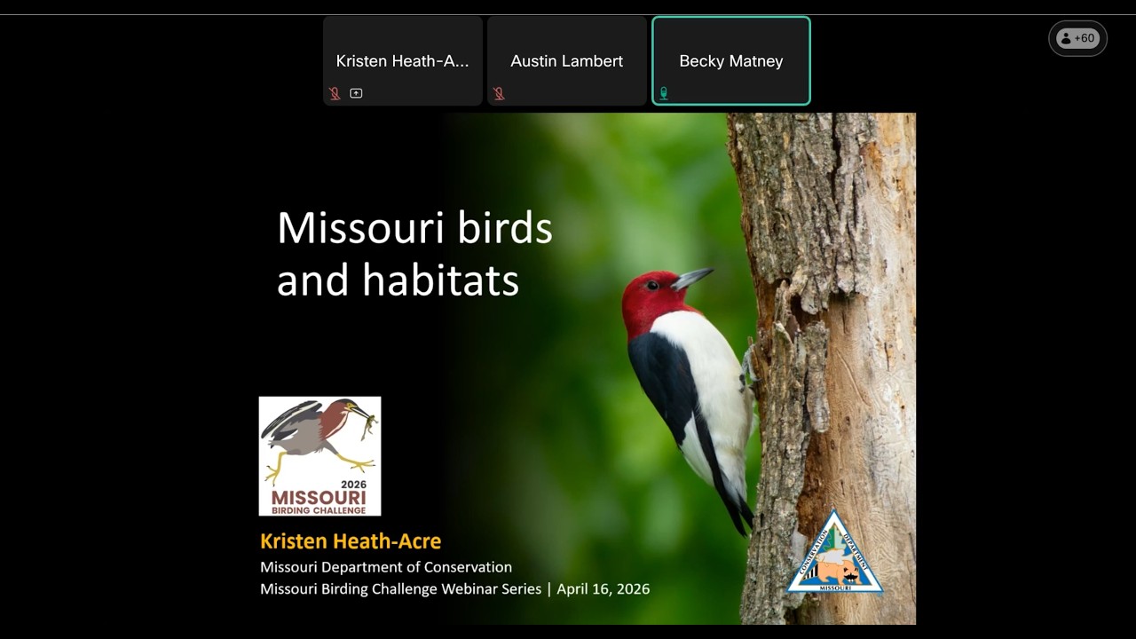 Missouri Birds and Habitats Webinar 4-17-2026