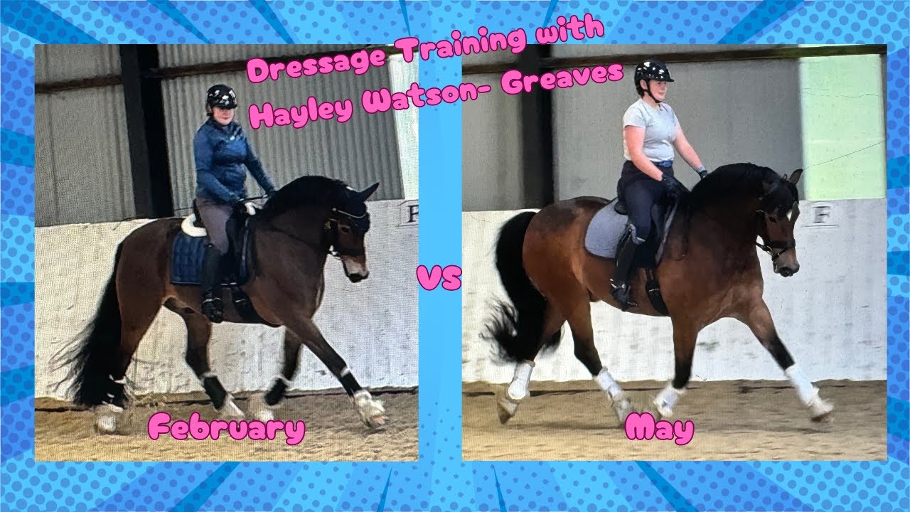 Welsh Cob Dressage Training Hayley Watson-Greaves
