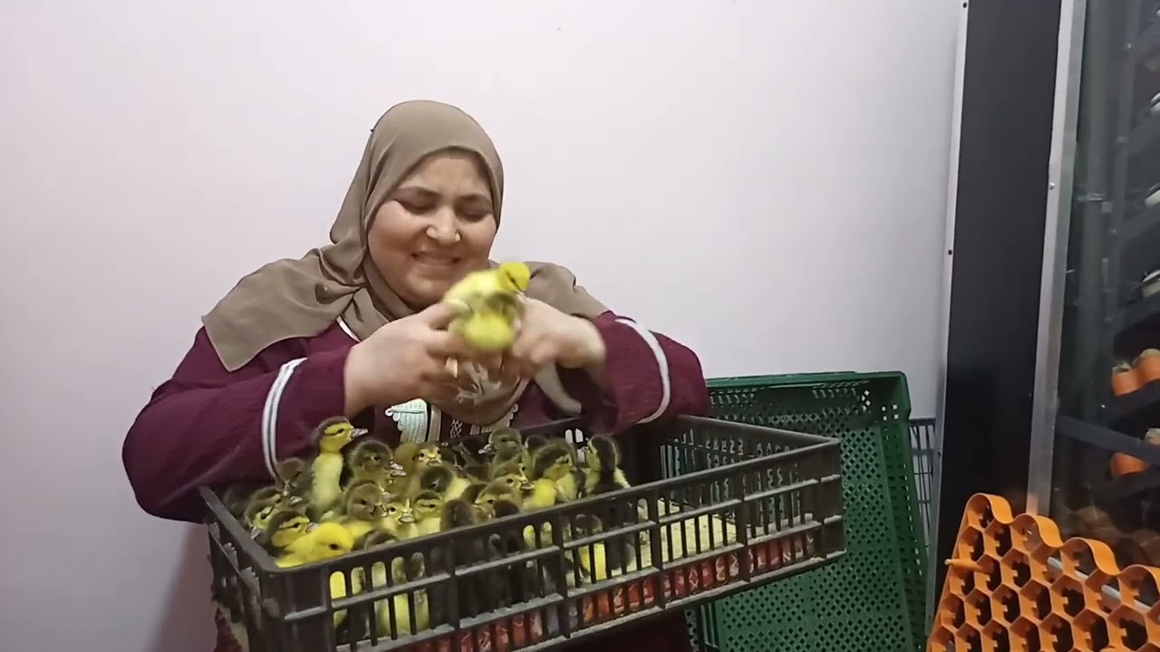 تجربه تفقيس البط بكل صراحه