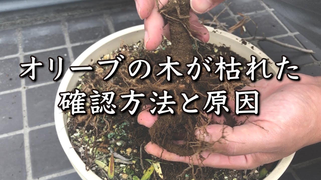 【オリーブの木】枯れているか確認方法と原因