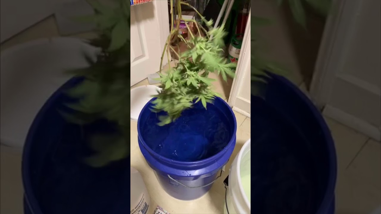 Bud Washing Tutorial - Hazzy Treez