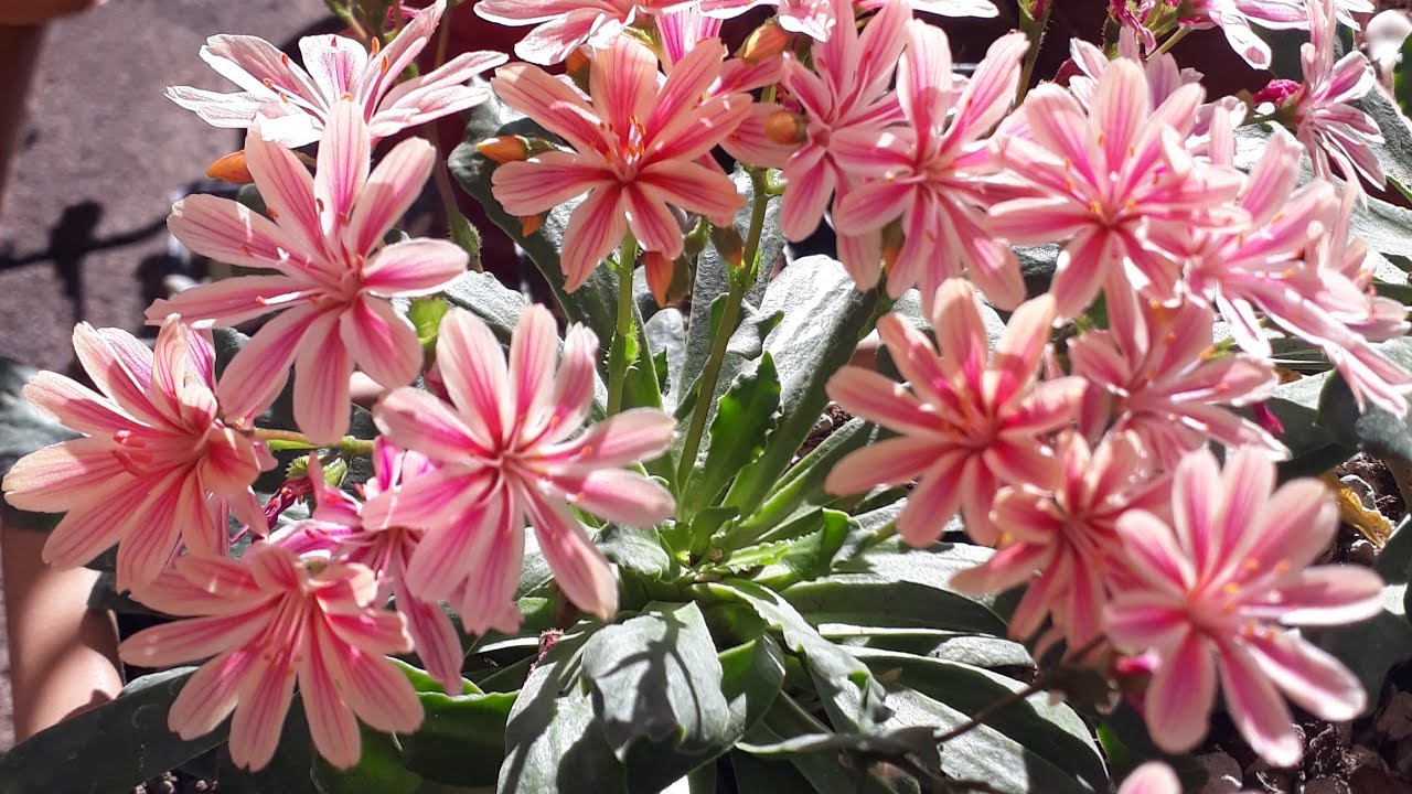 Lewisia Çiçekleri 🌱Lewisia Çiçeği bakımı, toprağı ,sulama ,konum