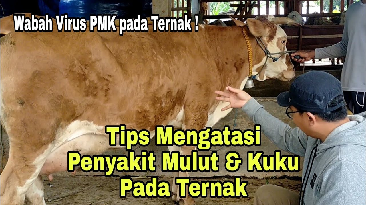 Ternak Terancam Wabah PMK, Ini Pencegahan & Cara Mengatasi.