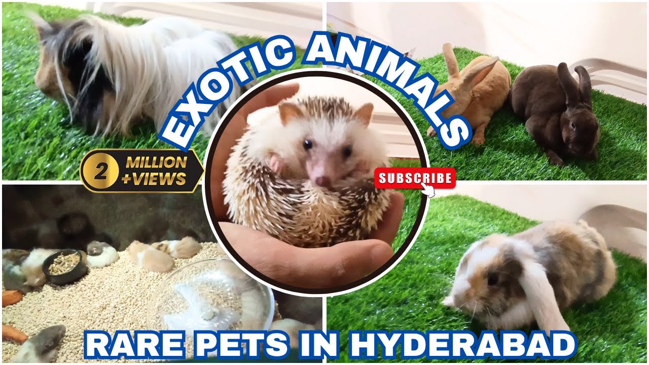 RARE PETS IN HYDERABAD || EXOTIC ANIMALS ||Hamsters, Rabbits, Hedgehogs & more #explore #funnypets